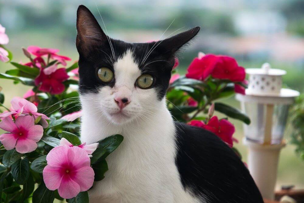 Gato esmoquin blanco y negro rodeado de flores rosas y rojas