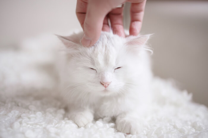 Gatito blanco acariciando