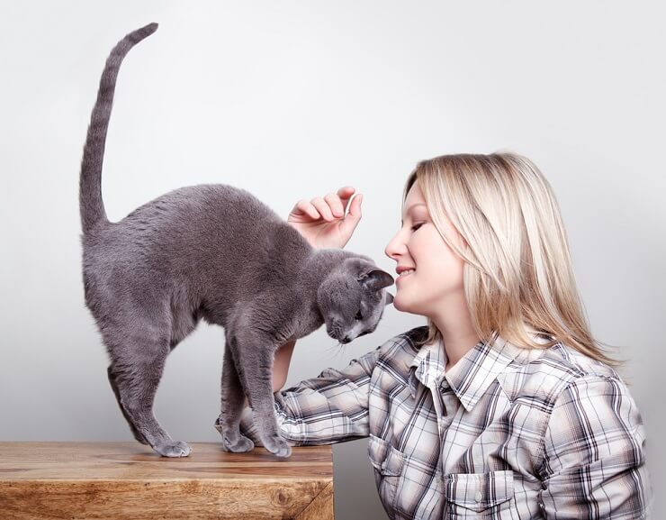 Algunos gatos comen cabello humano porque les encanta el olor y el sabor de los productos para el cabello.