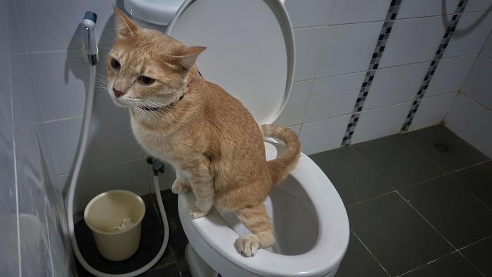 Gato entrenado para ir al baño