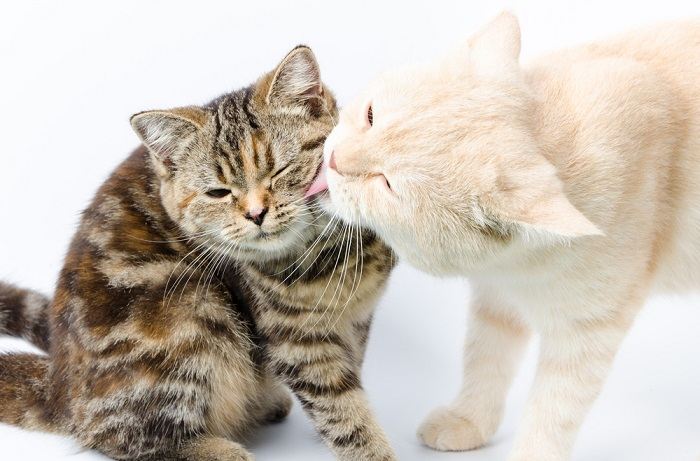 Los gatos pueden comer cabello humano como una forma de acicalamiento.