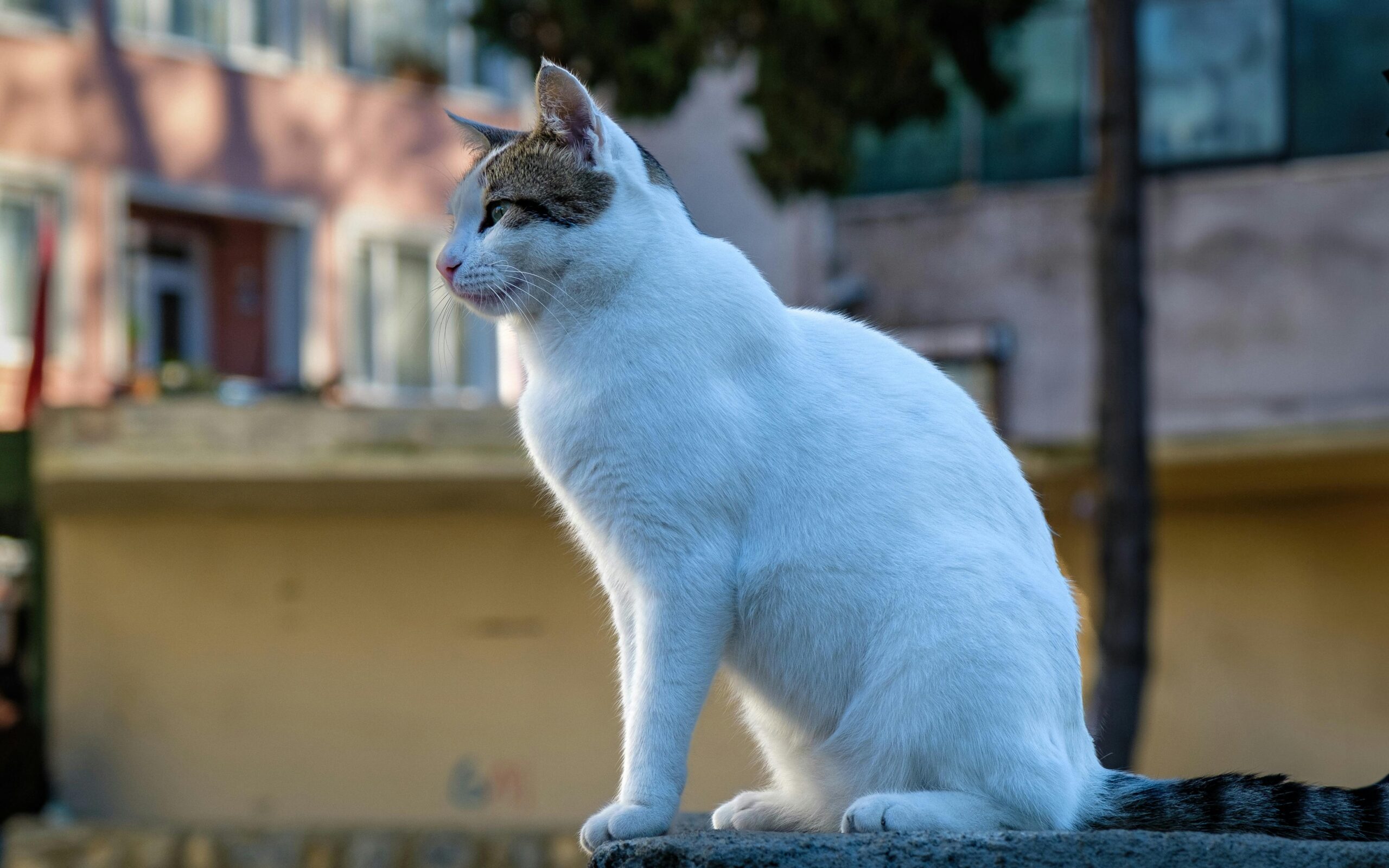 Free stock photo of animal, cat, cute