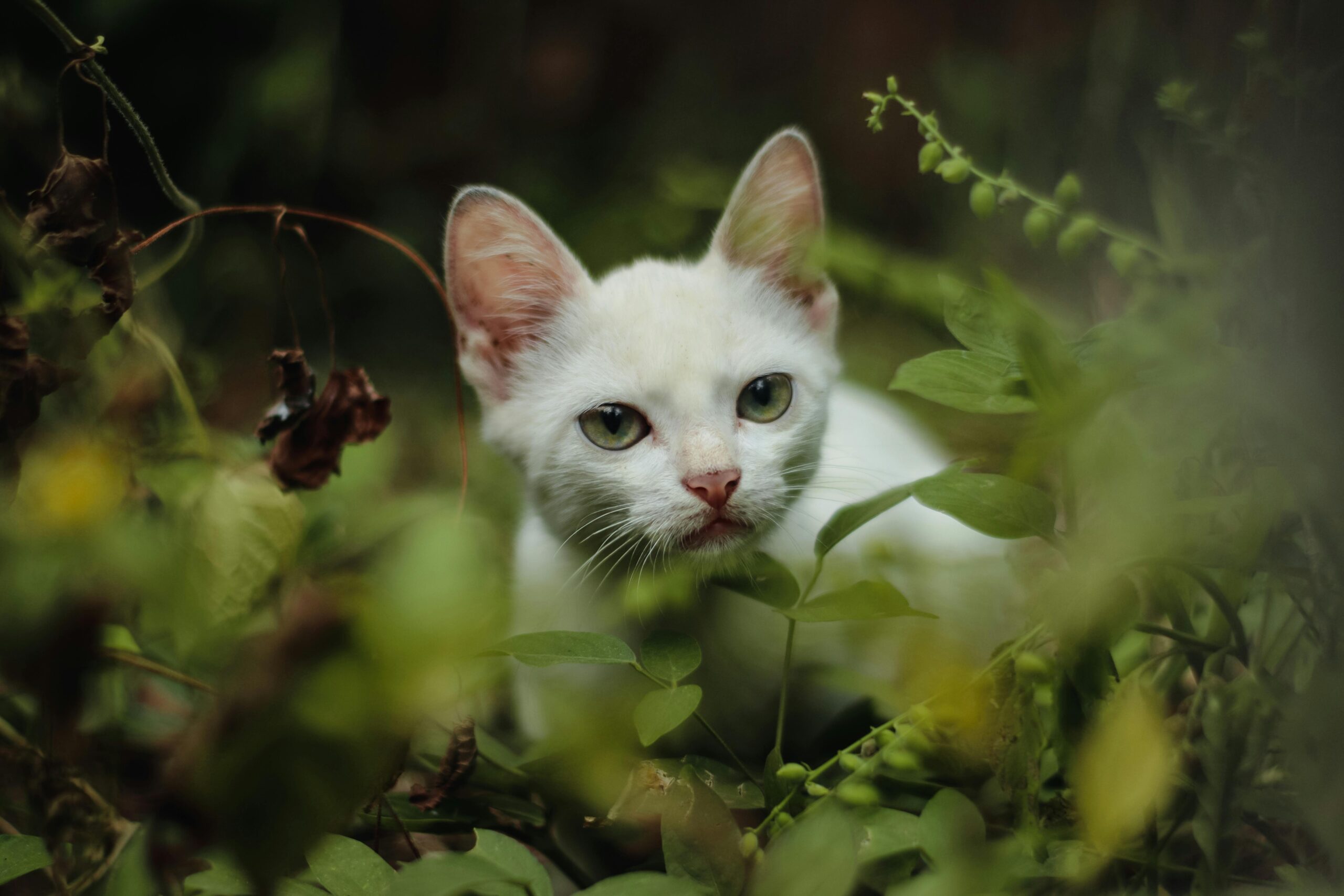A cute white cat with green eyes peeks through the foliage in Casacara, Cesar, Colombia.