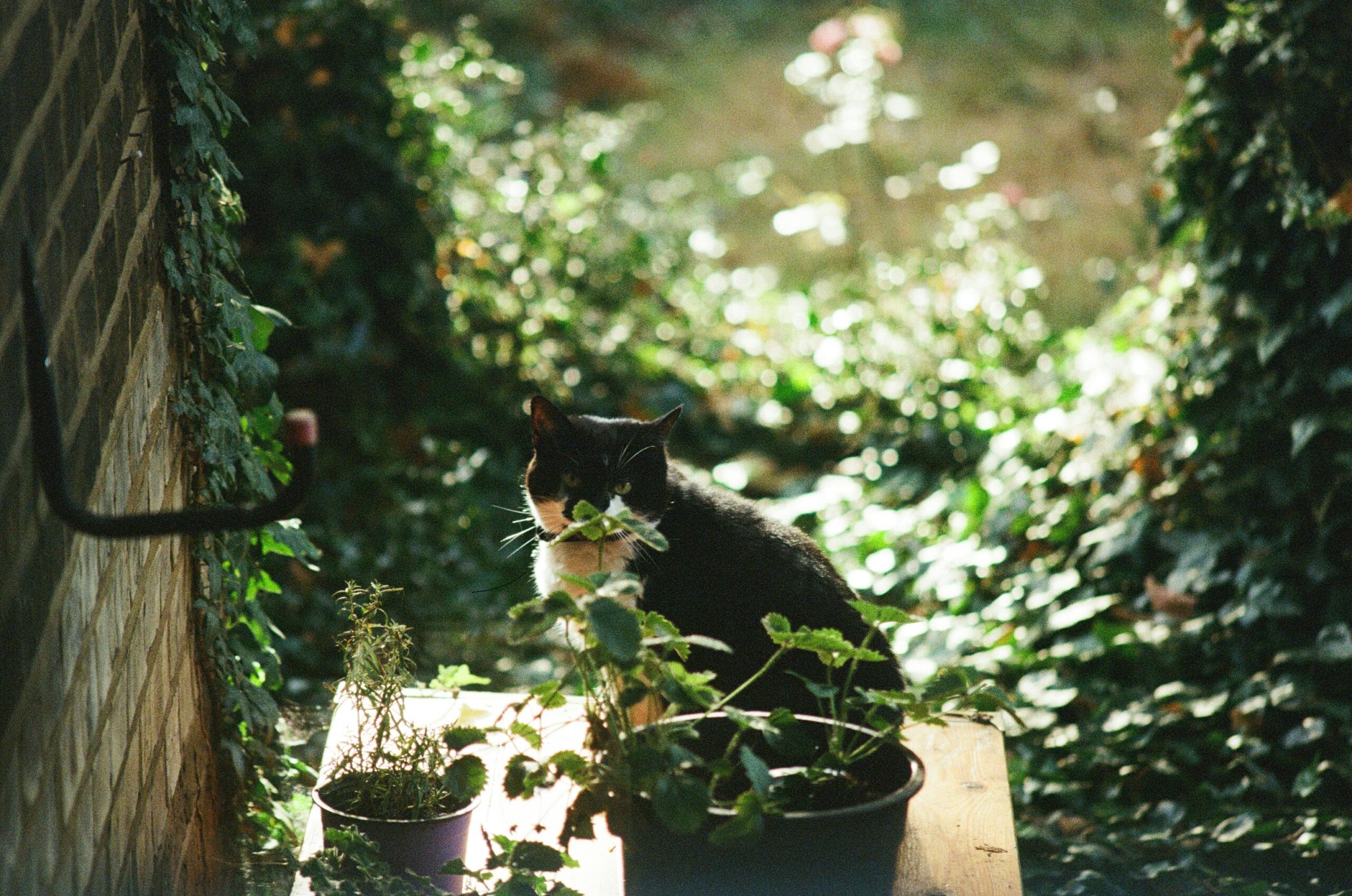 A tranquil scene of a black cat sitting among plants in a sunlit garden.