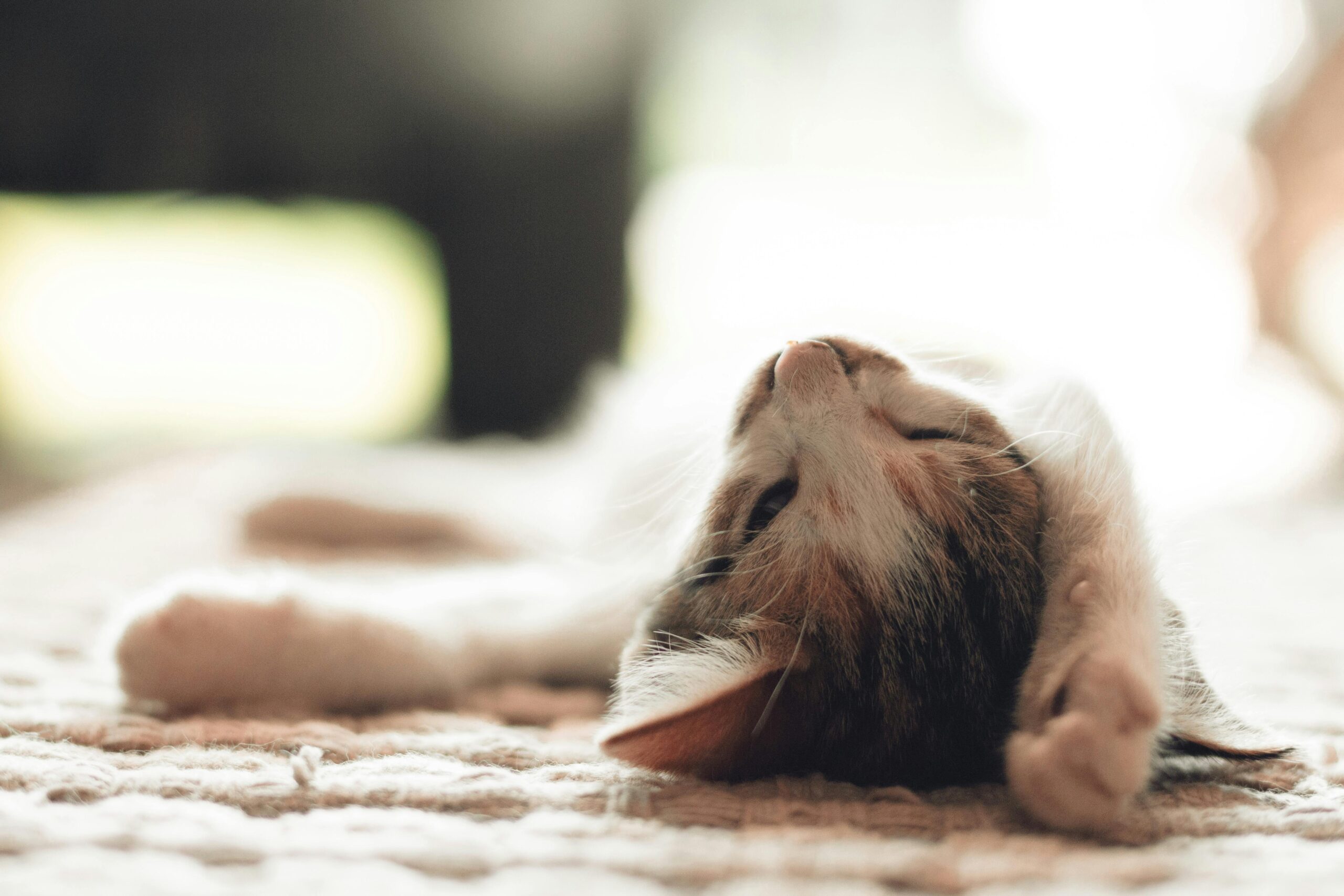 A peaceful kitten stretches out in a sunlit room, exuding comfort and warmth.