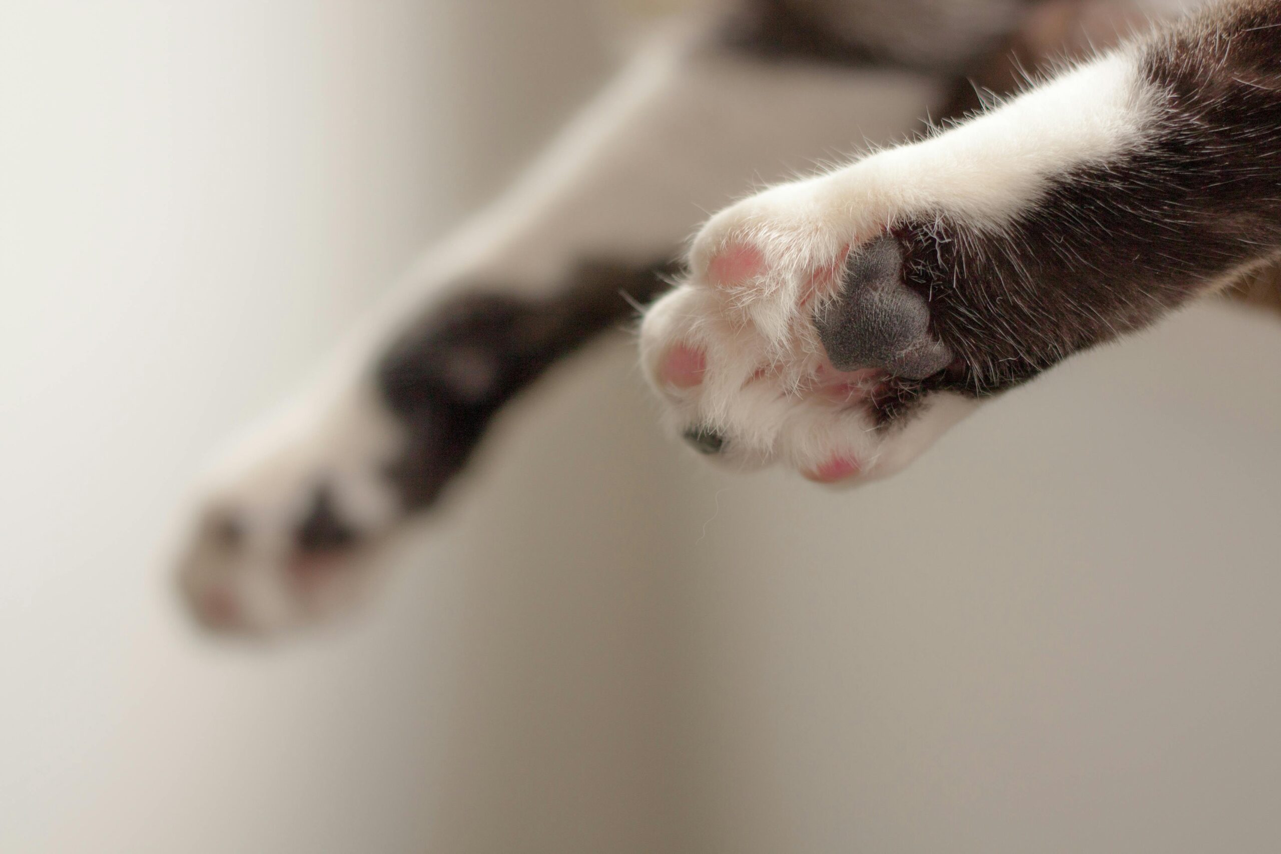 Adorable close-up shot of a cat's grey and white paws in soft focus, creating a warm and playful mood.