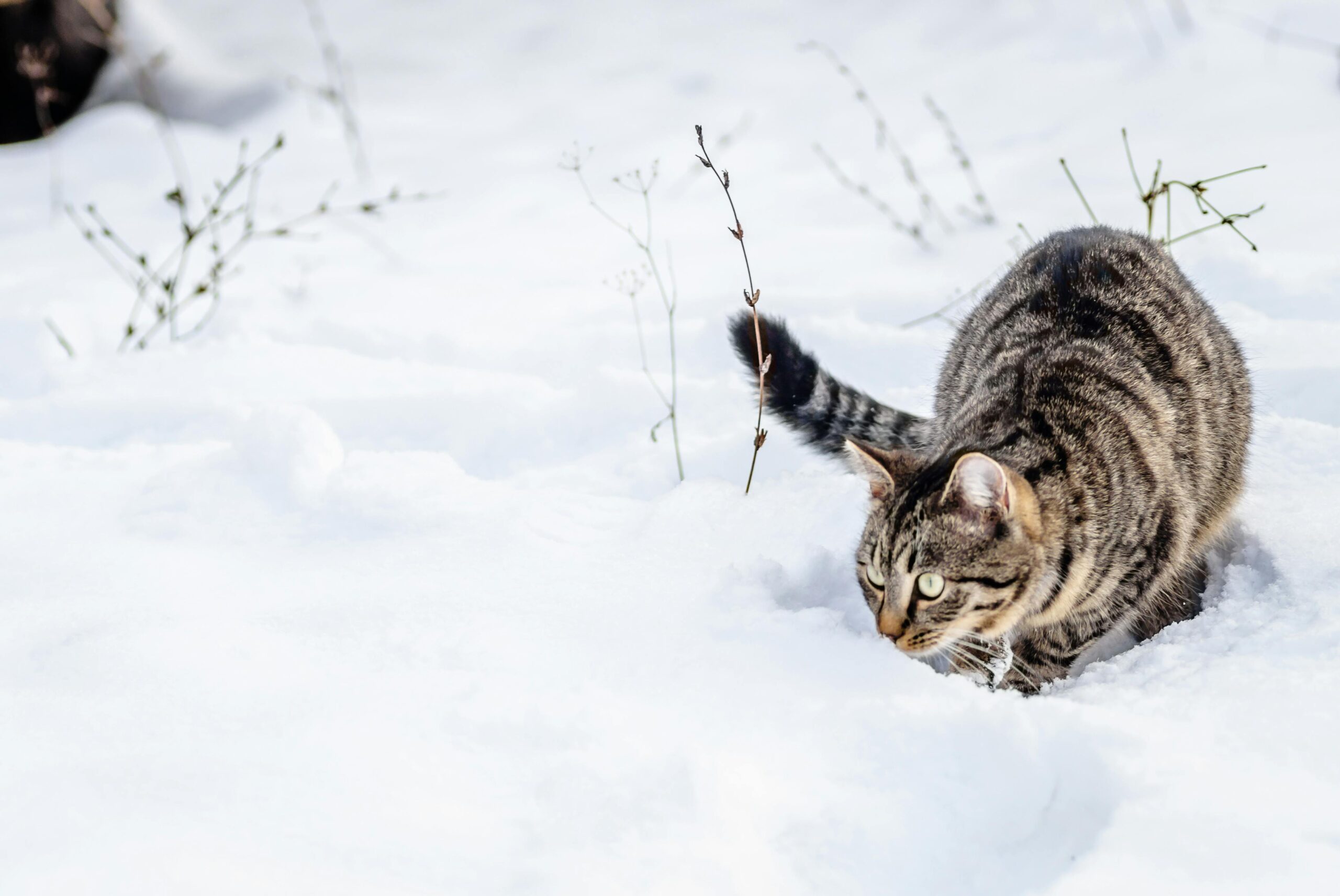 A cute tabby cat ventures through a snowy outdoor setting in Novi Sad, Serbia during winter.