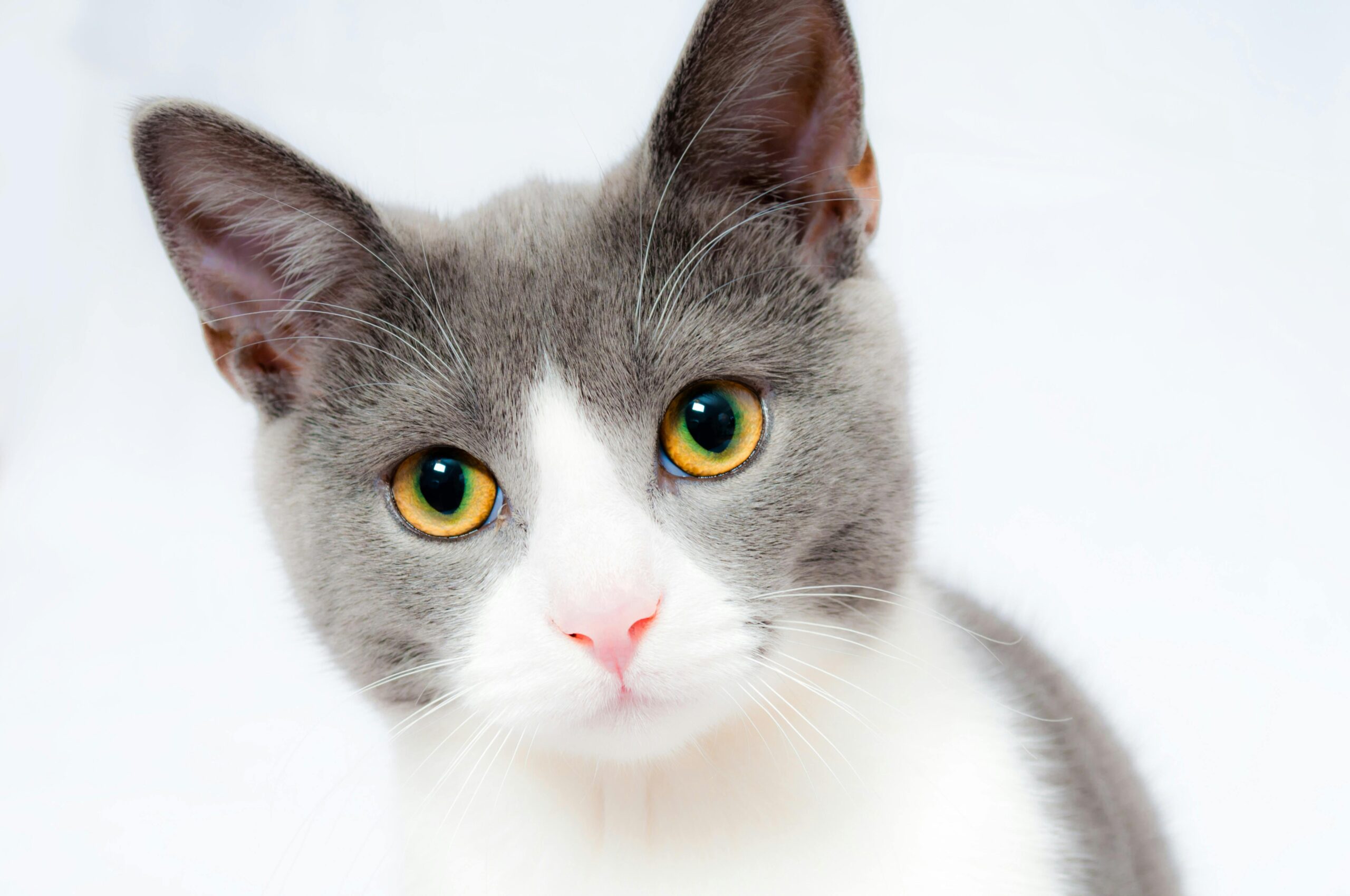 Adorable grey and white cat with striking yellow eyes against a plain backdrop.