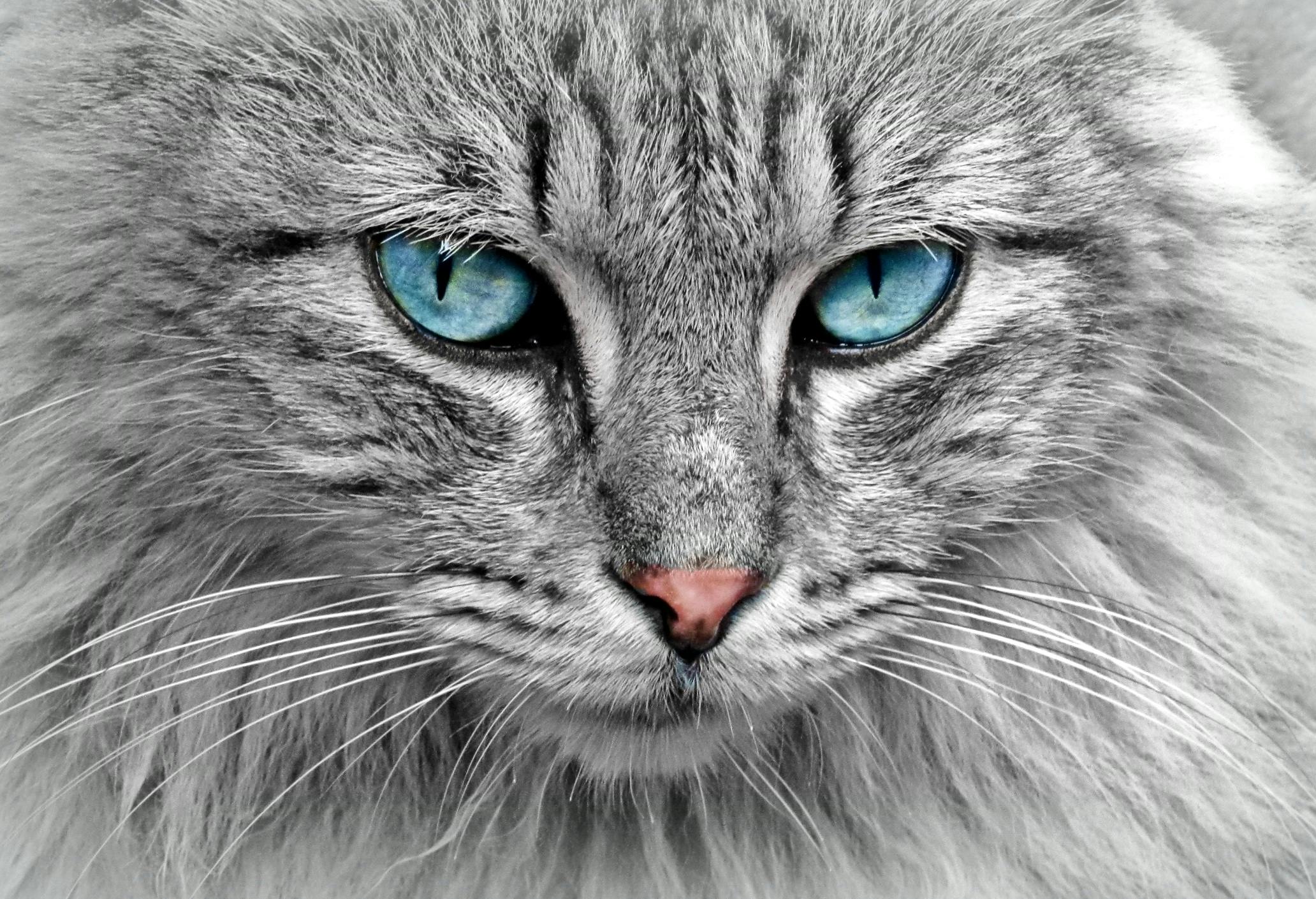 Stunning close-up of a grey cat with mesmerizing blue eyes, highlighting its fur and whiskers.