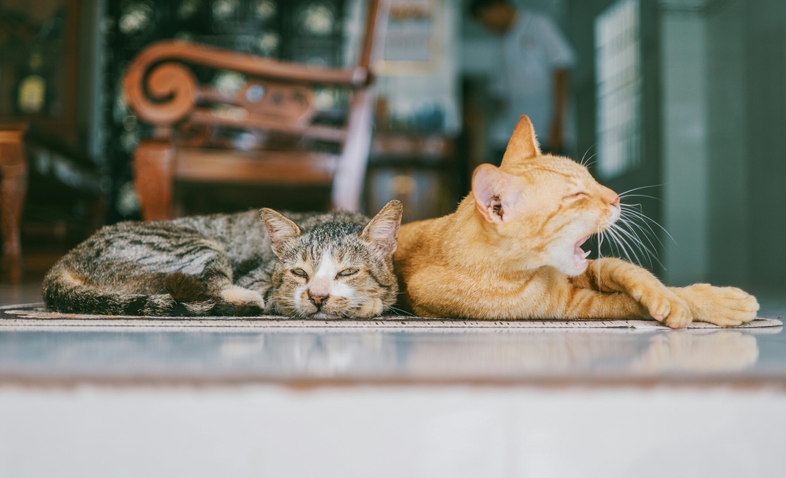 Two domestic cats resting indoors, one yawning while lying on a patterned rug.