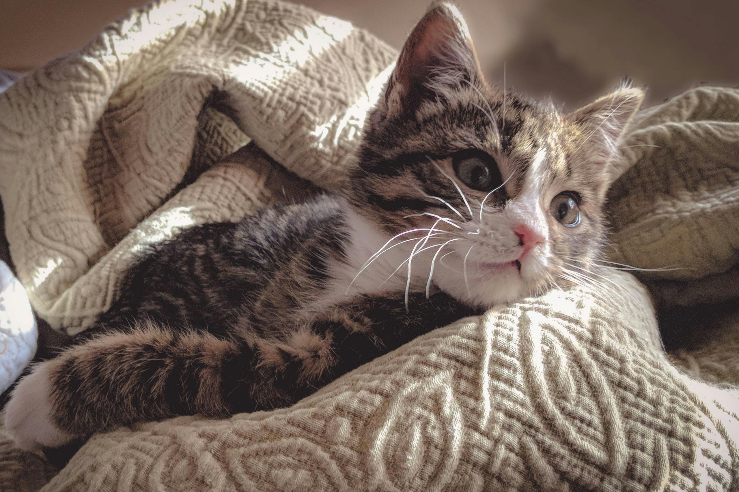 Adorable tabby kitten resting comfortably in soft, textured blankets.