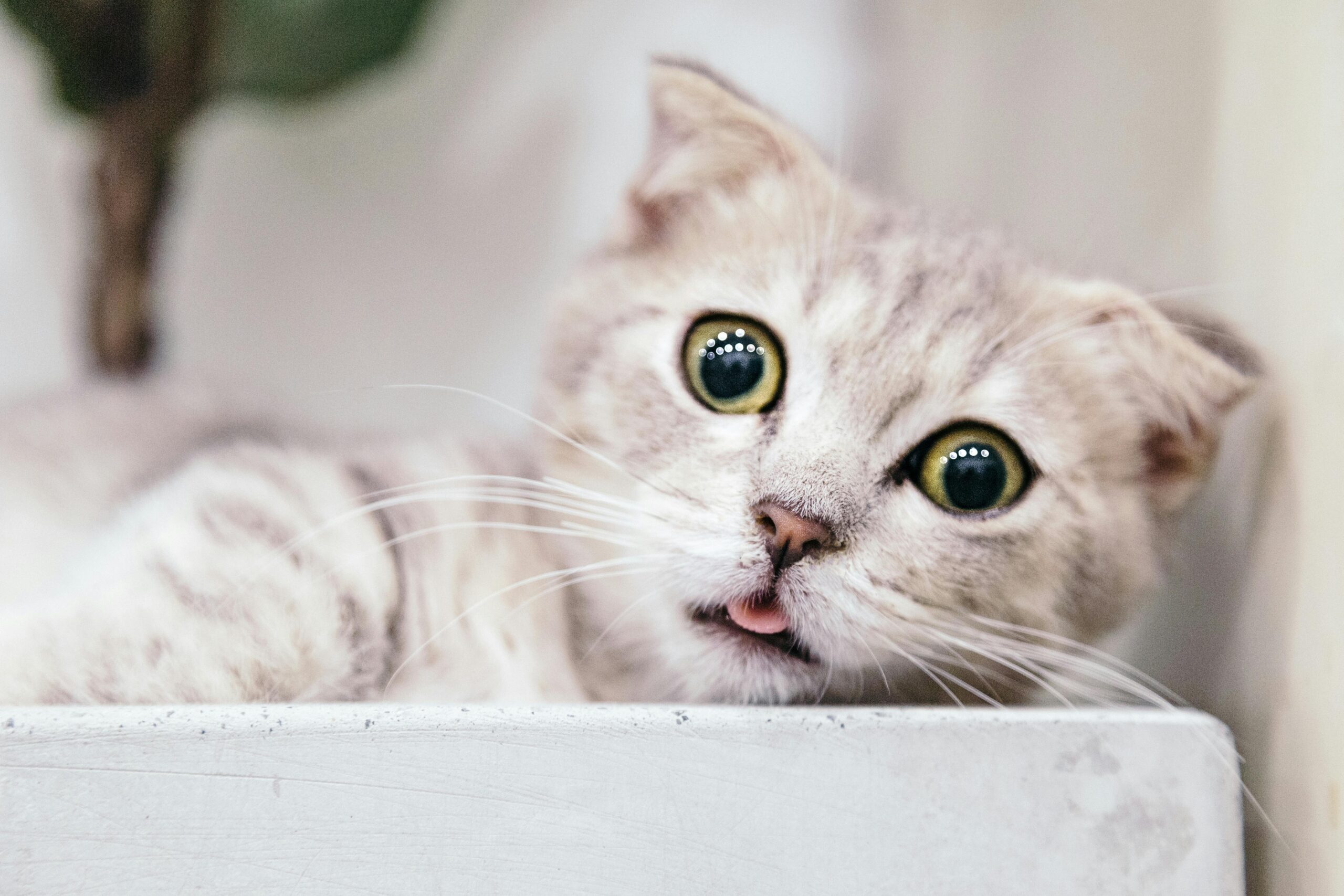 Adorable portrait of a grey and white Munchkin kitten with striking eyes and playful expression.