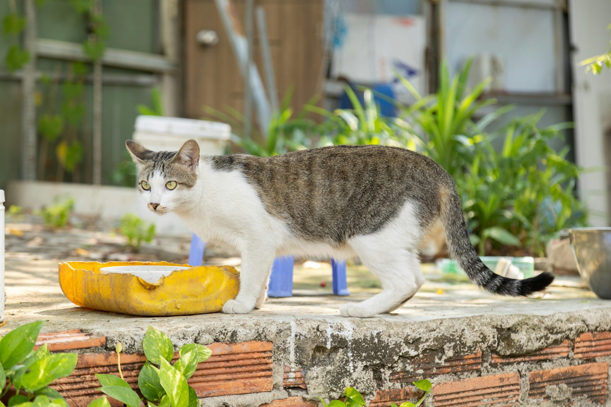 Free stock photo of adorable cat, backyard garden, canon