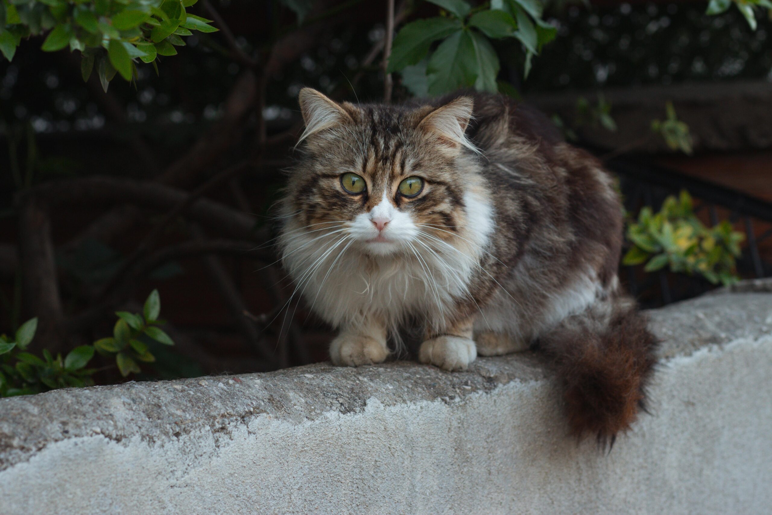 Adorable fluffy cat perched on a garden wall surrounded by greenery.