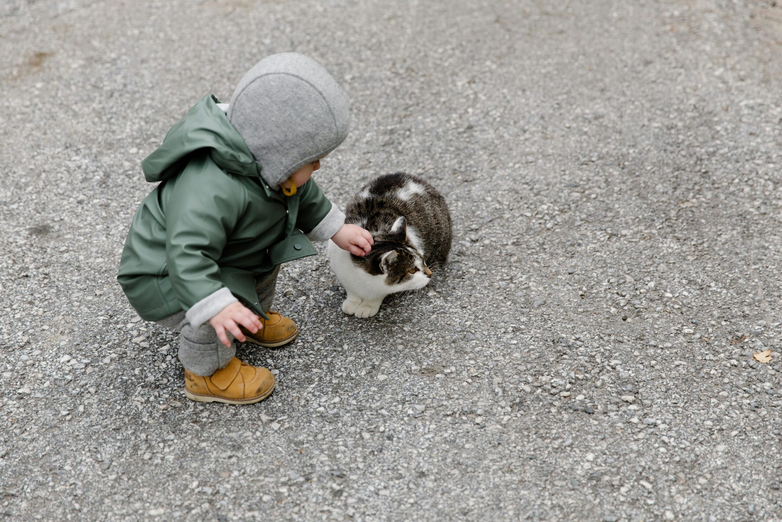 A toddler in a green jacket pets a cat on an asphalt road, portraying a cute and playful interaction outdoors.