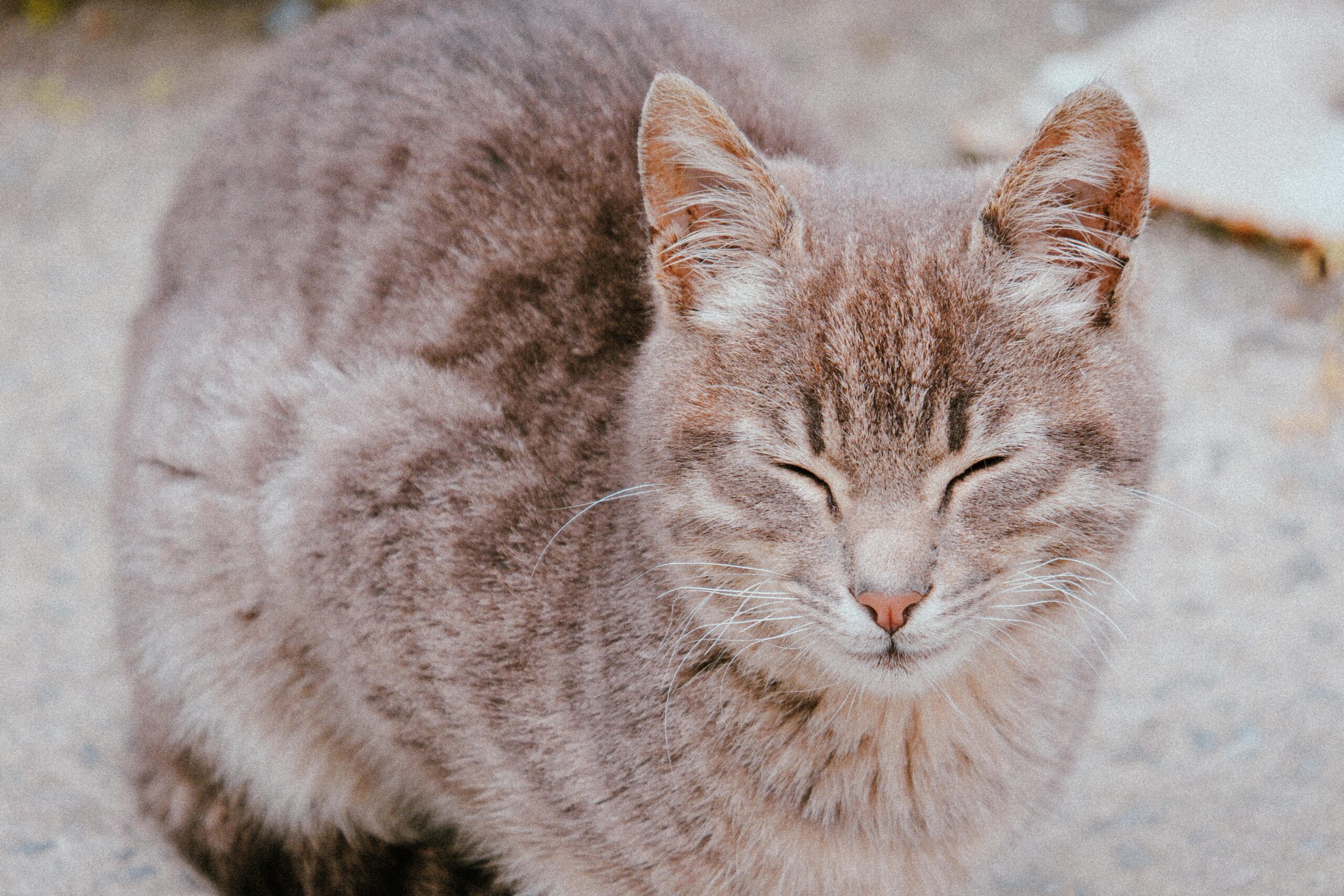 A serene tabby cat enjoys a peaceful moment outdoors, basking in natural light.