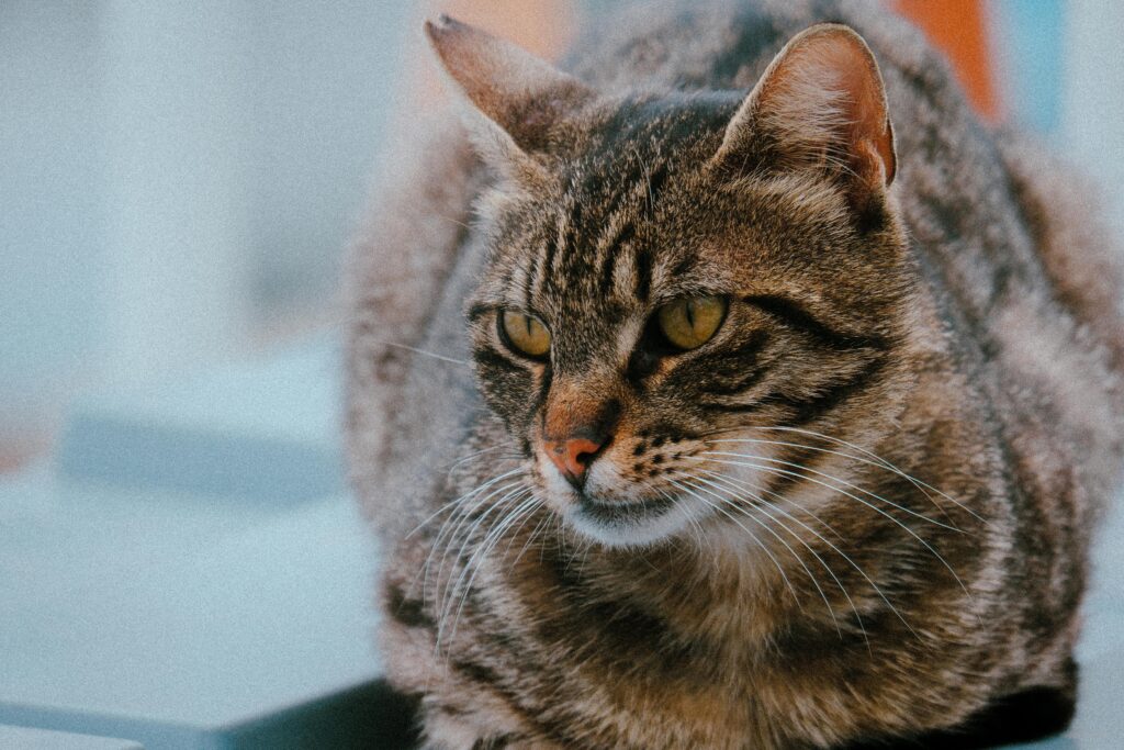 Detailed shot of a tabby cat with striking eyes and a relaxed pose.