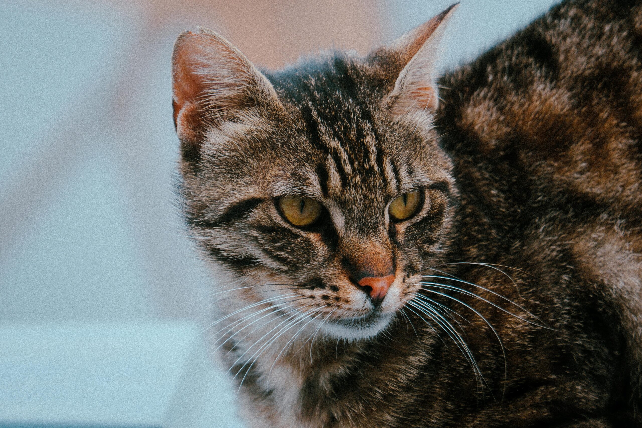 A detailed close-up of a tabby cat with distinctive patterns indoors. Ideal for animal lovers.