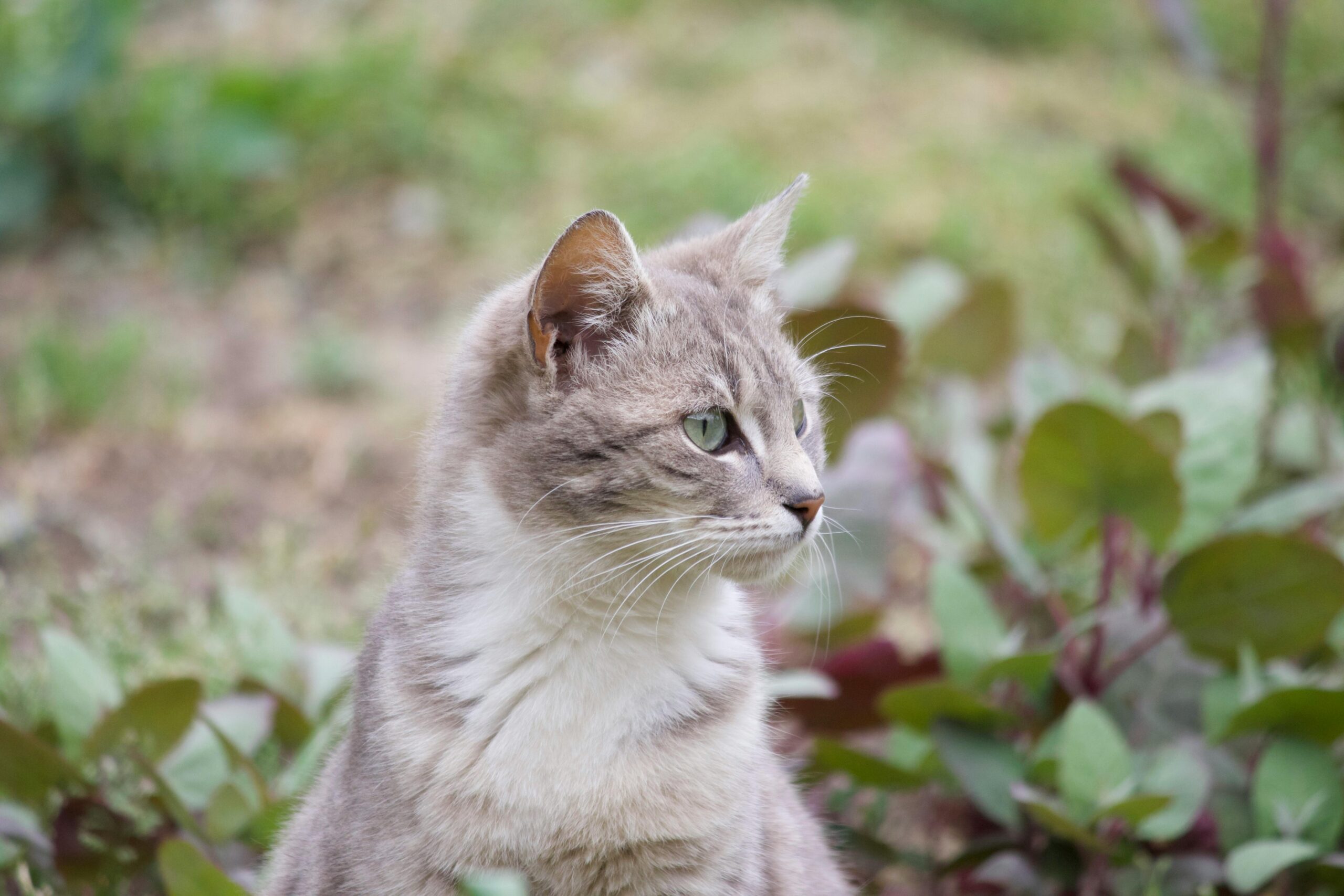 Free stock photo of cat