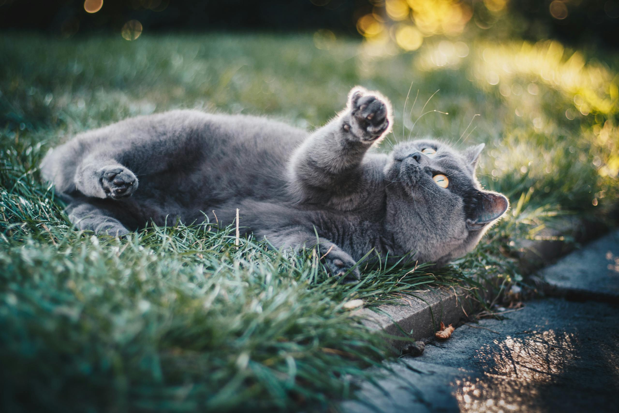 Adorable grey cat playing on grass in a sunny outdoor garden setting. Perfect for animal lovers.