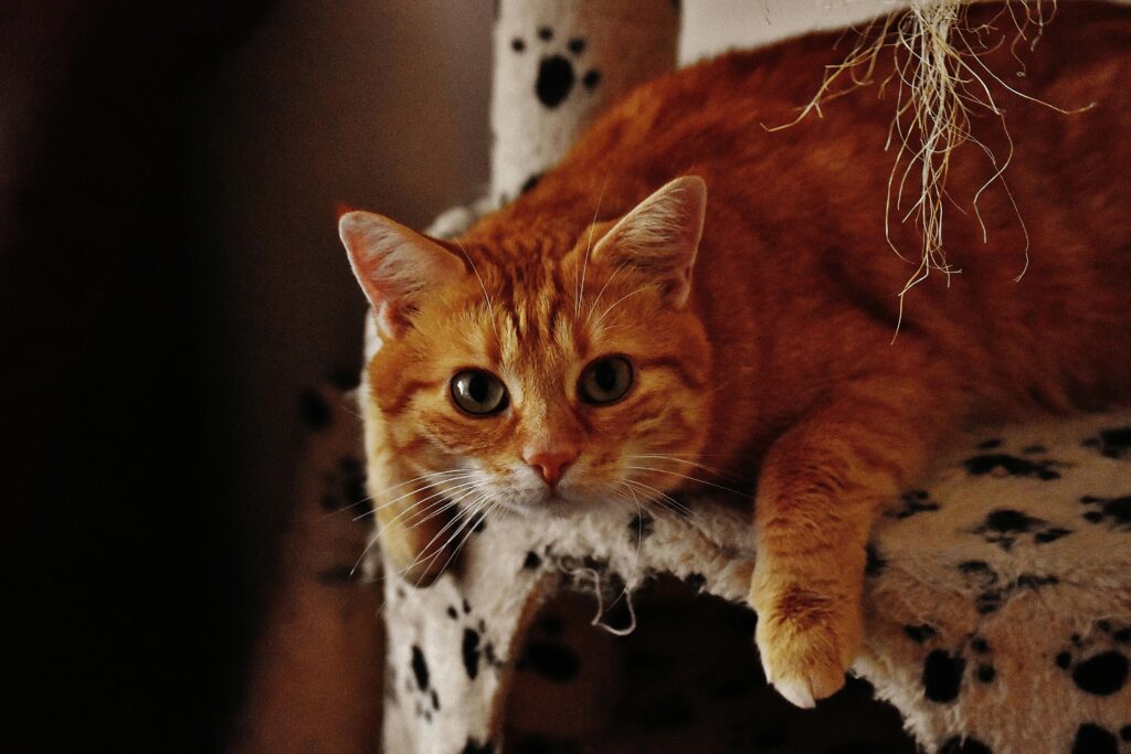 A cute ginger tabby cat lying on a soft perch indoors, looking at the camera.