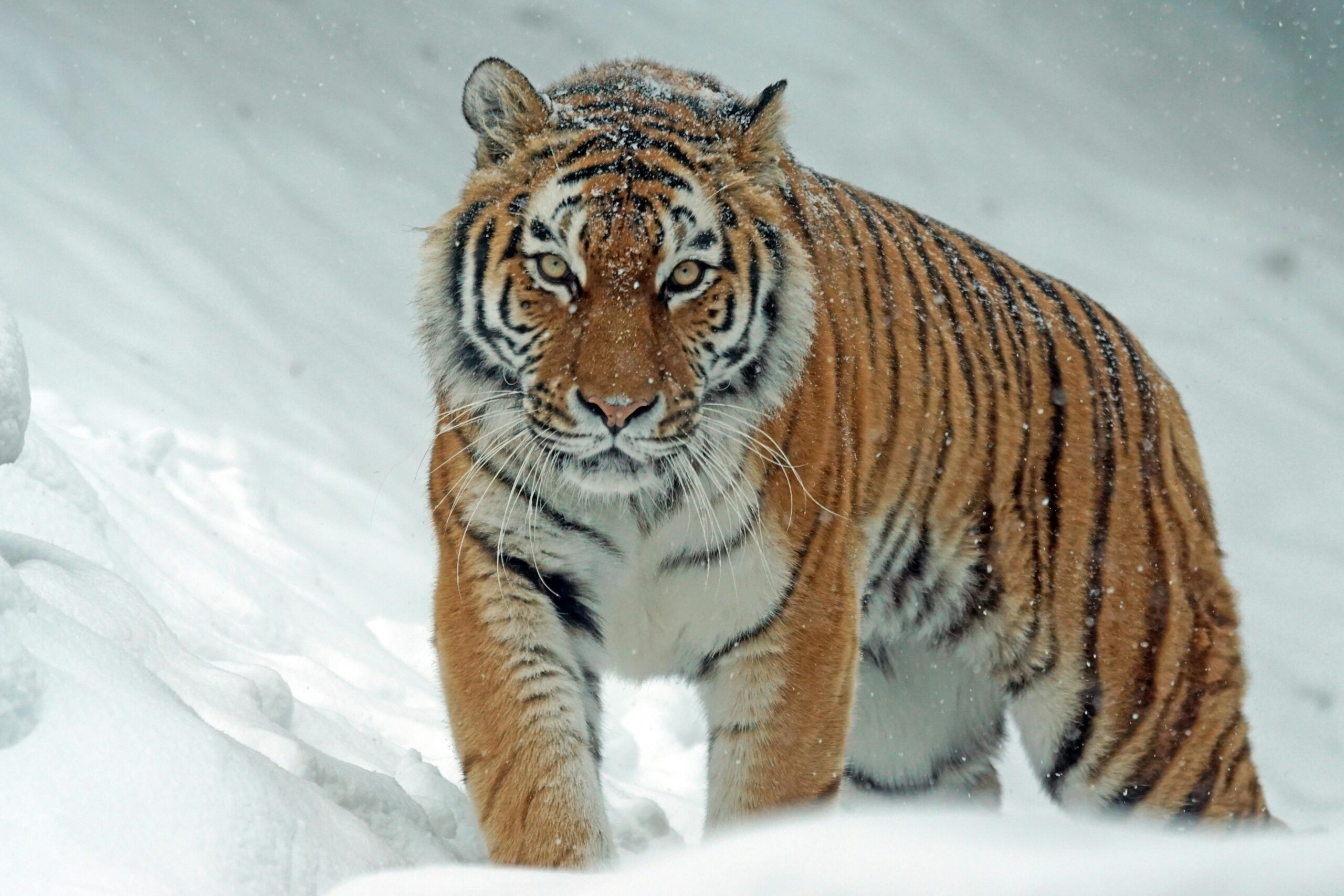 A powerful tiger confidently prowls through a snow-covered landscape, embodying the essence of wildlife in winter.