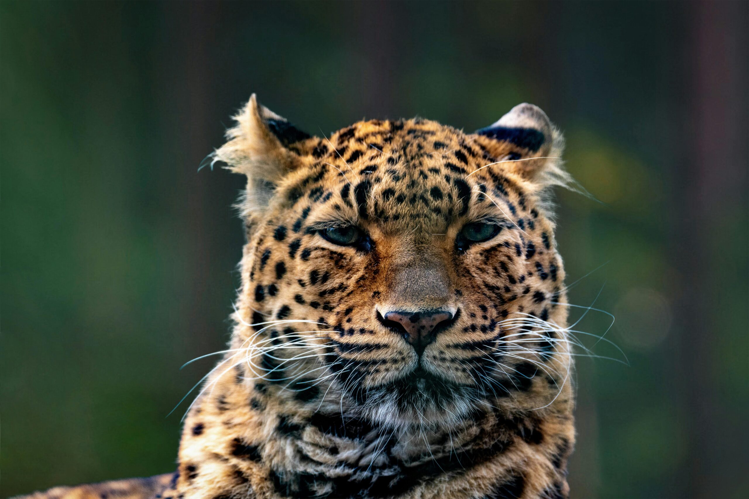 Stunning close-up portrait of an Amur leopard with striking coat patterns and intense gaze.