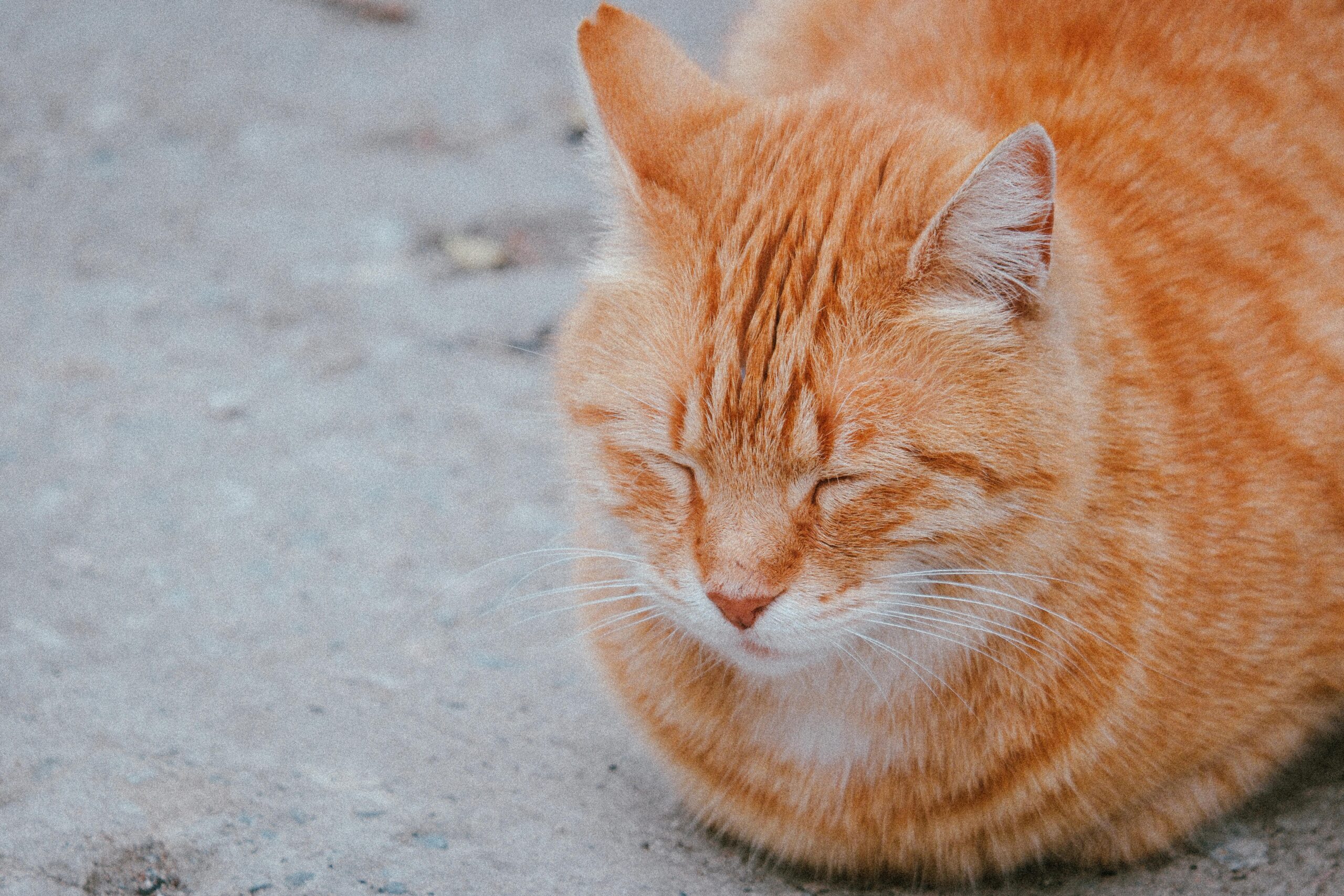 Close-up of a ginger tabby cat with closed eyes lying on a concrete surface outdoors.